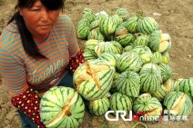 江蘇西瓜未熟先裂疑技術(shù)員亂用藥導(dǎo)致西瓜未熟炸裂
