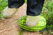 江蘇連云港石頭西瓜 石頭西瓜系假種子坑農多部門介