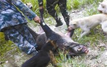溫州龍灣新聞:龍灣區天河鎮鄭岙村發現野豬 永嘉打