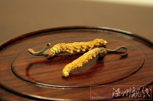 冬蟲夏草是什么