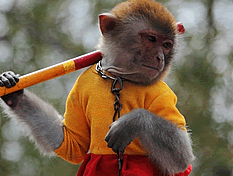  花果山一日游隨拍 花果山的猴子有當年花果山水簾洞美猴王風采 