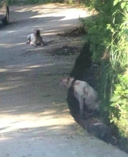 遵義康海花園狗咬死人現場