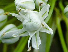 花的圖片 洋蔥開花好看 洋蔥花圖片 花心真像洋蔥好可愛