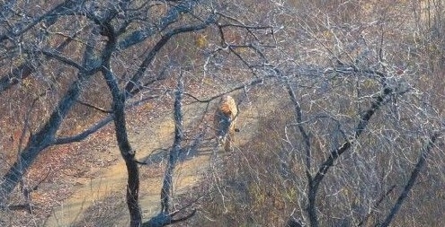 吉林攝影師山路遇虎