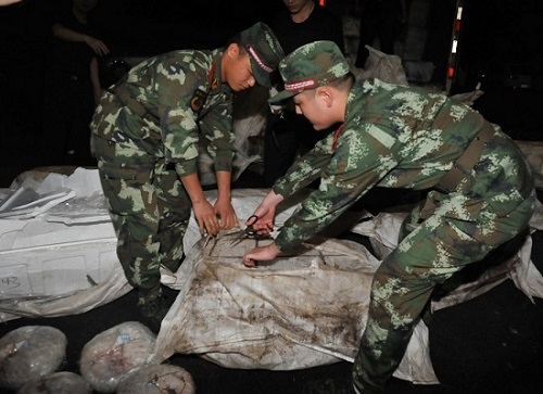 956只穿山甲凍體被查獲 穿山甲是國家二級保護(hù)動物