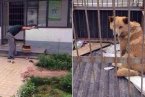 杭州收容所工作人員摔死小狗 當著母狗的面摔死7只