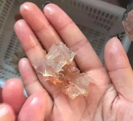 瑞安出現注膠蝦