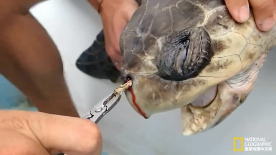 海龜鼻中拔出吸管