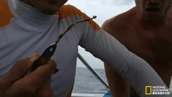 海龜鼻中拔出吸管