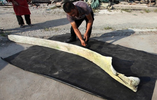 臺州漁民撿到3米長動物肋骨