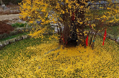 陜西留壩縣玉皇廟鎮古銀杏落葉似金毯