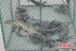 男子非法獵捕野生大壁虎被刑拘 大壁虎是國家二級保