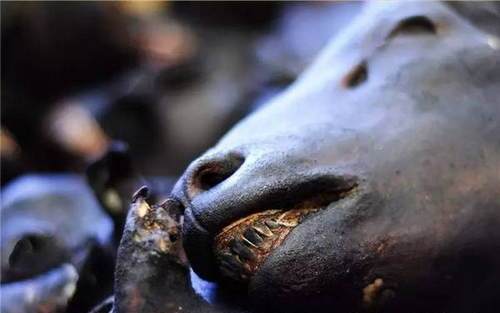 暗黑美食鼻祖在冰島