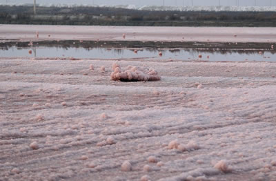 中國死海變玫瑰湖 粉色硝花像開滿了玫瑰