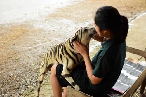 女生給狗化成老虎