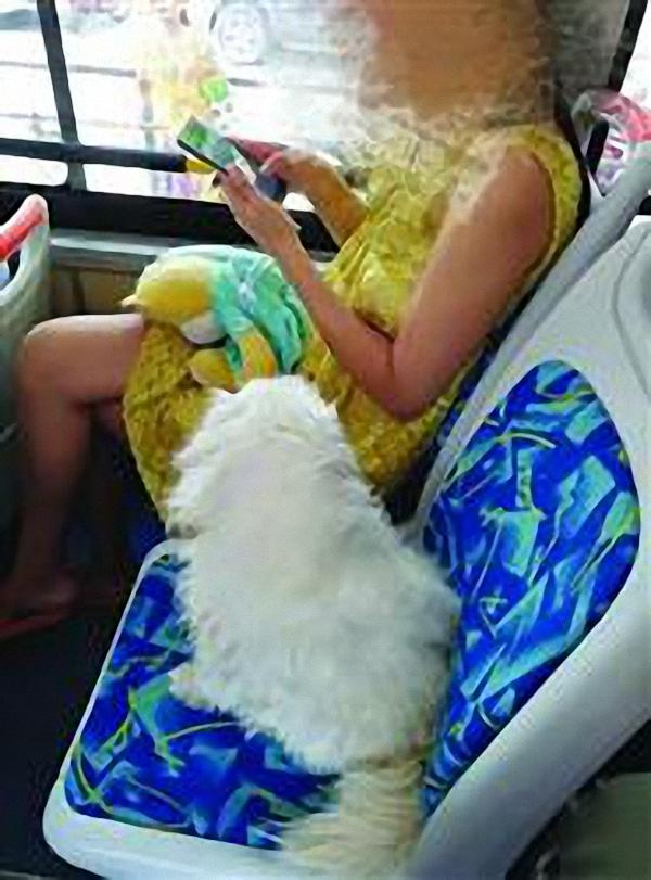 寵物狗公交坐座位