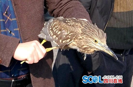 夜鷺夜闖民宅 夜鷺也叫夜鷹屬二級保護動物