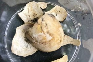 龐貝古城發掘出一只烏