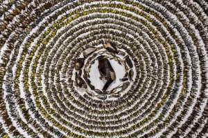 2024年度鳥類攝影師獎已經