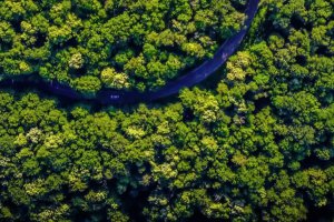 非洲米翁博森林是最大的干旱林地 面積與墨西哥相當(dāng)